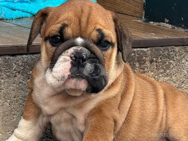 Specially trained & Socialized pure English Bulldog puppies for sale in Bournemouth, Dorset - Image 2