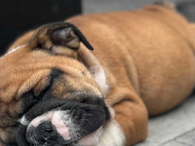 Specially trained & Socialized pure English Bulldog puppies for sale in Bournemouth, Dorset - Image 3