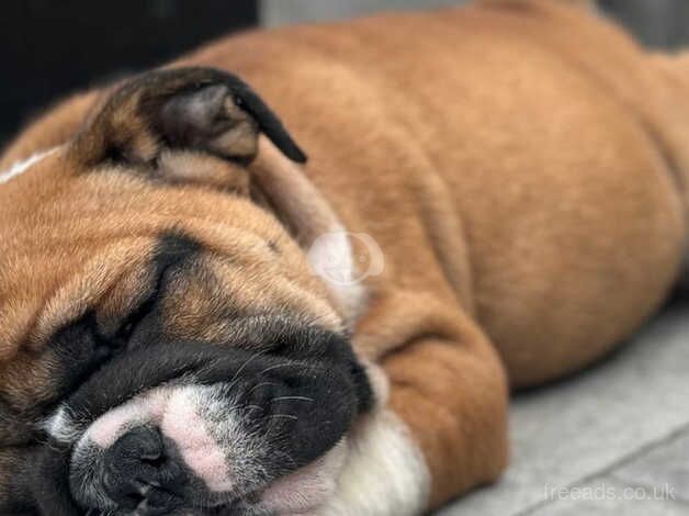 Specially trained & Socialized pure English Bulldog puppies for sale in Bournemouth, Dorset - Image 4