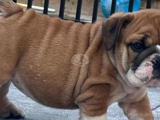 Specially trained & Socialized pure English Bulldog puppies for sale in Bournemouth, Dorset - Image 5