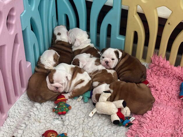 Standard British Bulldog Pups Red & White for sale in Manchester, Greater Manchester