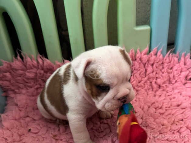 English Bulldogs for sale in Manchester, Greater Manchester