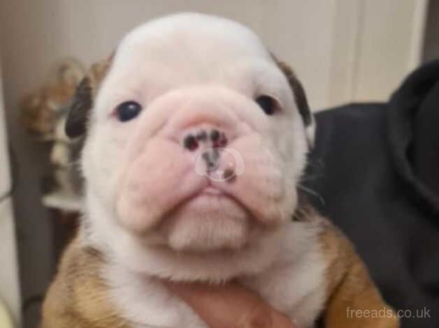 KC Registered Bulldog Puppies for sale in Greater Manchester