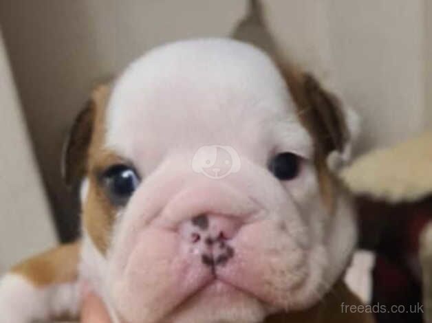 Bulldog Puppies for sale