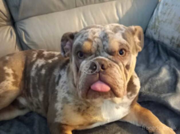 English Bulldogs for sale in Liverpool, Merseyside