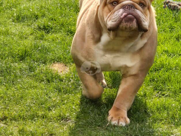 Stud -KC registered English Bulldog for sale in Preston, Lancashire