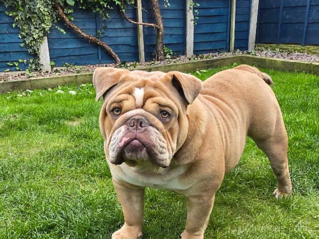 Stud -KC registered English Bulldog for sale in Preston, Lancashire - Image 2