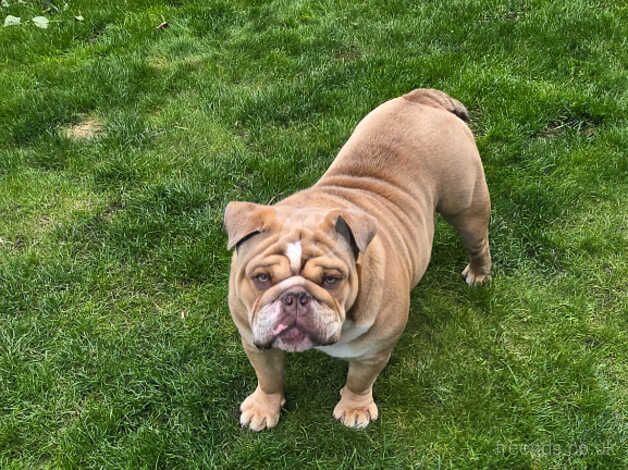 Stud -KC registered English Bulldog for sale in Preston, Lancashire - Image 3