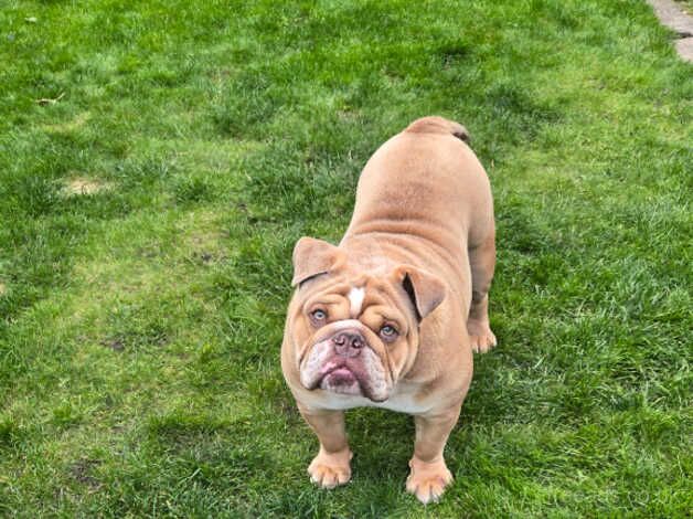 Stud -KC registered English Bulldog for sale in Preston, Lancashire - Image 4