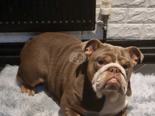 English Bulldogs for sale in Havant, Hampshire