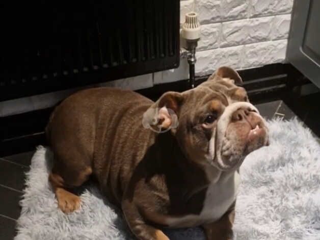 Stunning 10 month old KC girl for sale in Havant, Hampshire - Image 3