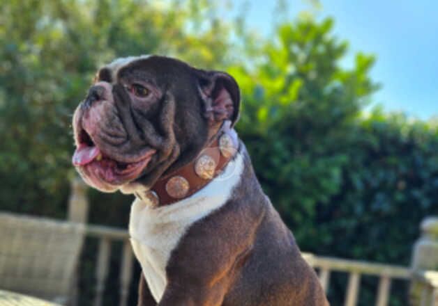 Stunning English Bulldog for sale in Southend-on-Sea, Essex