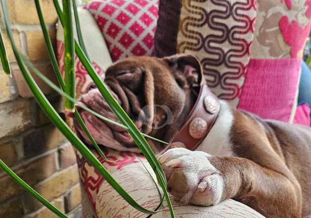 English Bulldogs for sale in Southend-on-Sea, Essex