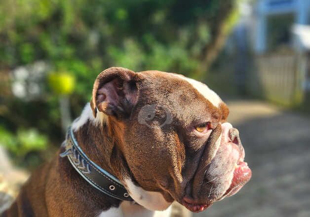 Stunning English Bulldog for sale in Southend-on-Sea, Essex - Image 4