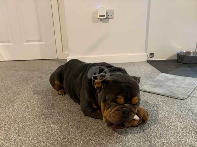 Stunning Mini English Bulldog for sale in Loughborough, Leicestershire - Image 2