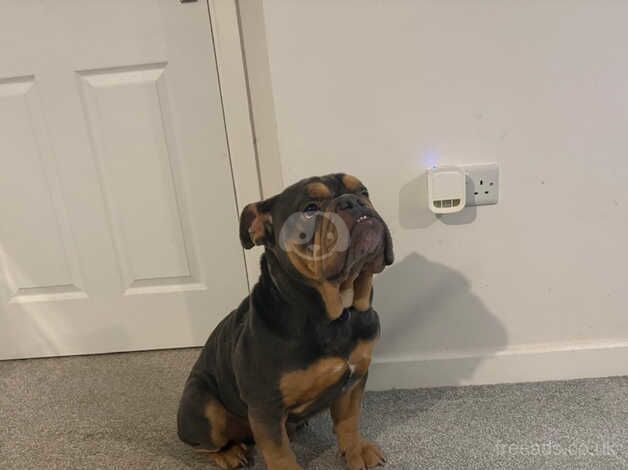 Stunning Mini English Bulldog for sale in Loughborough, Leicestershire - Image 3