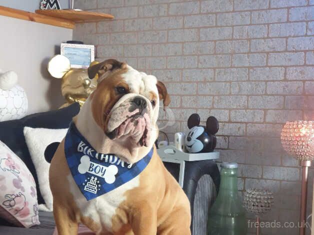 Thor... English/British Bulldog for sale in Barry Island, The Vale of Glamorgan - Image 3