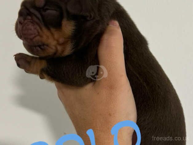 TOP QUALITY BULLDOGS PUPPIES for sale in Crawley, West Sussex - Image 2