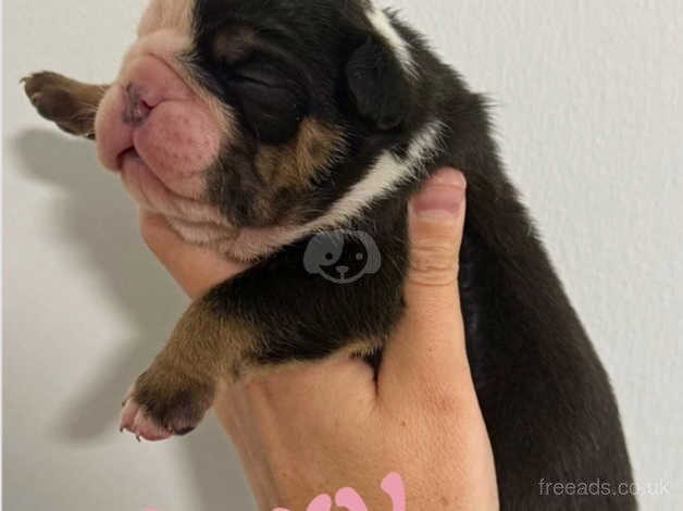 Bulldog Puppies for sale