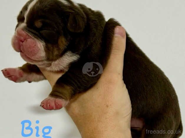 TOP QUALITY BULLDOGS PUPPIES for sale in Crawley, West Sussex - Image 5