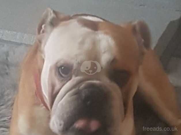 Top quality kc English bulldog for sale in Doncaster, South Yorkshire