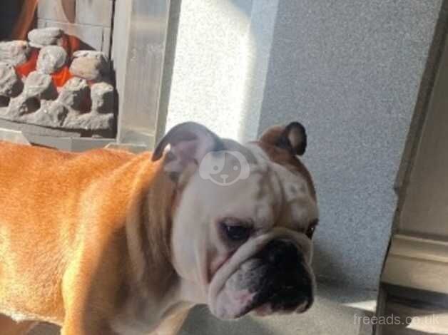 English Bulldogs for sale in Doncaster, South Yorkshire