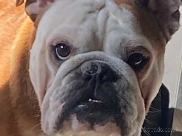 Top quality kc English bulldog for sale in Doncaster, South Yorkshire - Image 4