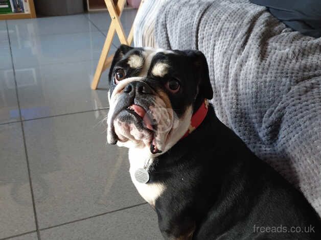 Tri coloured spayed English bulldog bitch for sale in Grimsby, Lincolnshire