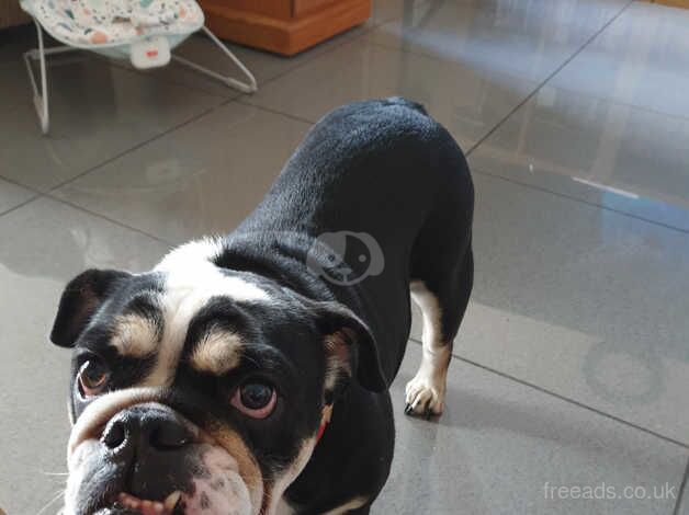 Tri coloured spayed English bulldog bitch for sale in Grimsby, Lincolnshire - Image 2