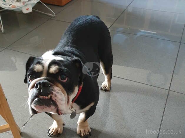 Tri coloured spayed English bulldog bitch for sale in Grimsby, Lincolnshire - Image 3