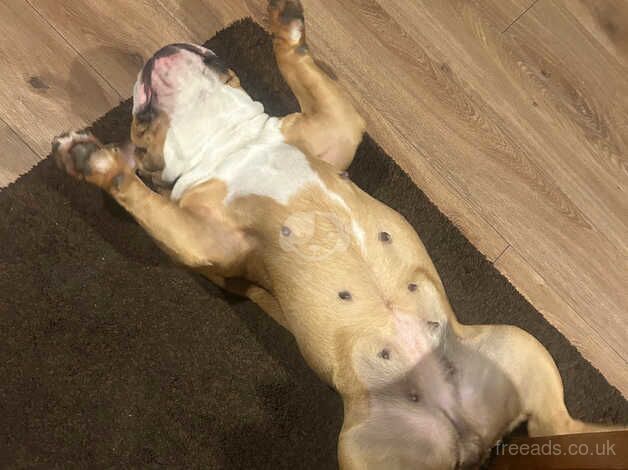 English Bulldogs for sale in Croydon, Croydon, Greater London