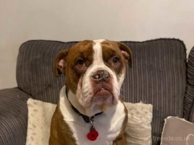 Tyson - 4 years old for sale in Warrington, Cheshire - Image 2