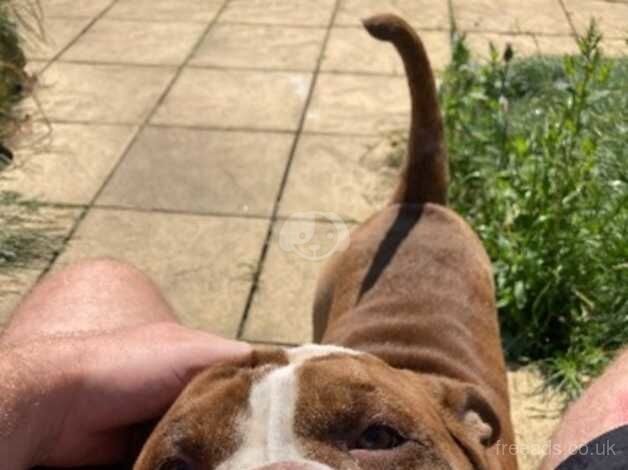 KC Registered Bulldog Puppies for sale in Cheshire