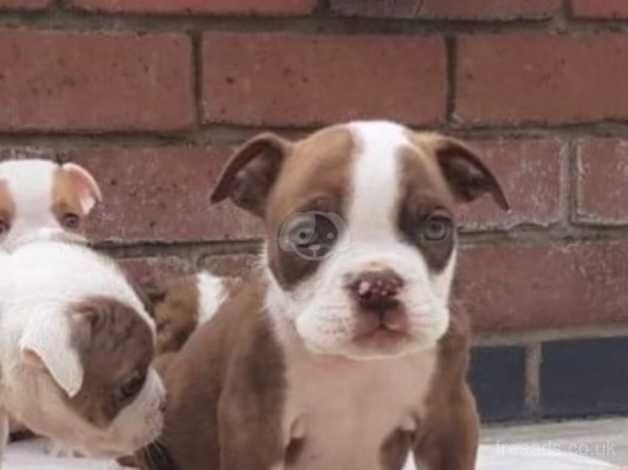 Bulldog Puppies for sale