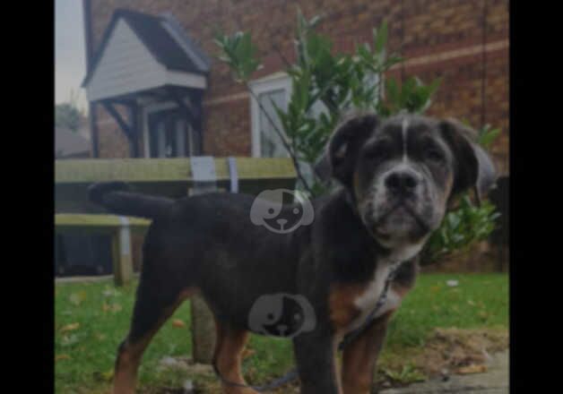 Visual Fluffy olde English bulldogge for sale in Preston, Lancashire