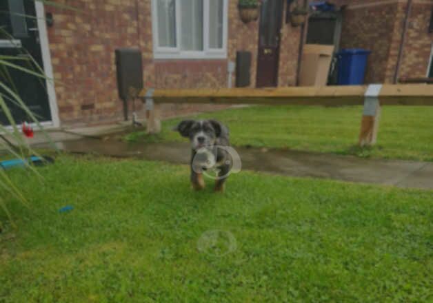 Visual Fluffy olde English bulldogge for sale in Preston, Lancashire - Image 3