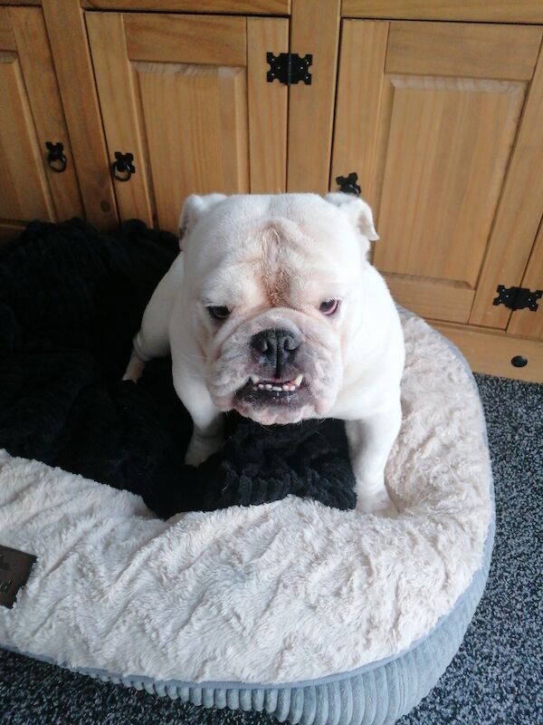 White English bulldog girl for sale kc registered for sale in Bolsover, Derbyshire