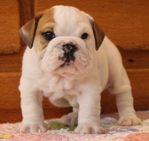 Young Entertaining purebred English bulldog pups looking for their homes for sale in Plymouth, Devon - Image 2