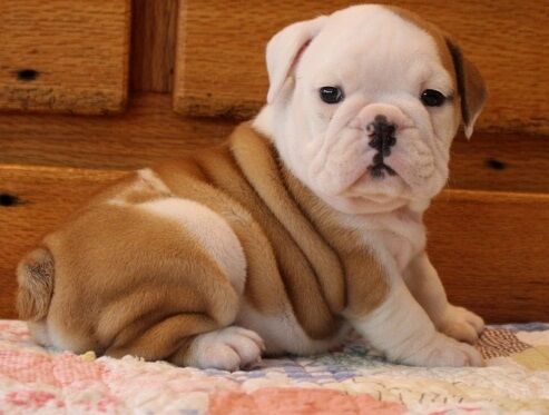 Young Entertaining purebred English bulldog pups looking for their homes for sale in Plymouth, Devon - Image 3