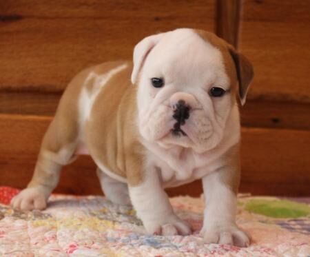 Young Entertaining purebred English bulldog pups looking for their homes for sale in Plymouth, Devon - Image 4